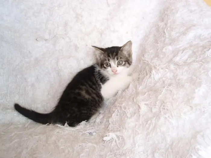 Gato ra a SRD idade Abaixo de 2 meses nome Tifany