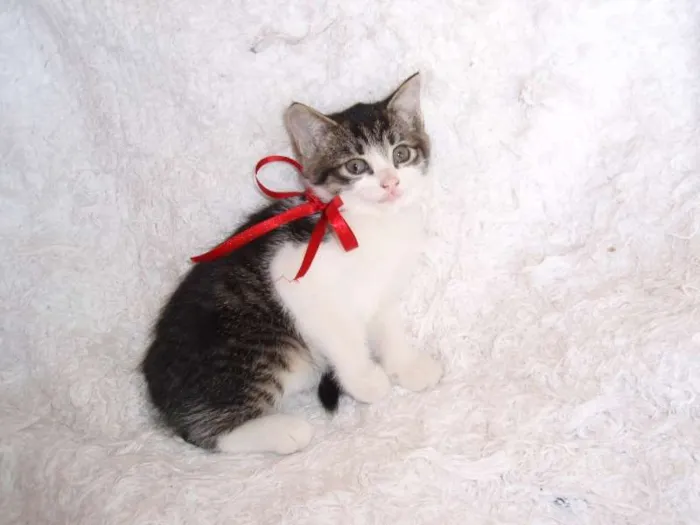 Gato ra a SRD idade Abaixo de 2 meses nome Tifany