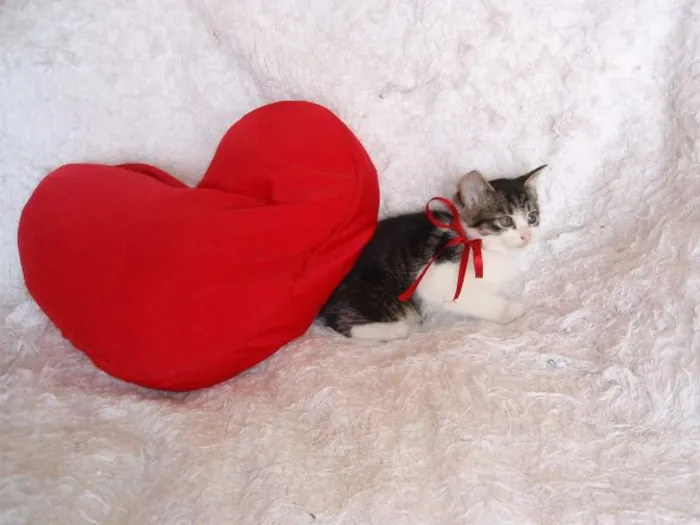 Gato ra a SRD idade Abaixo de 2 meses nome Tifany