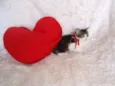 Tifany