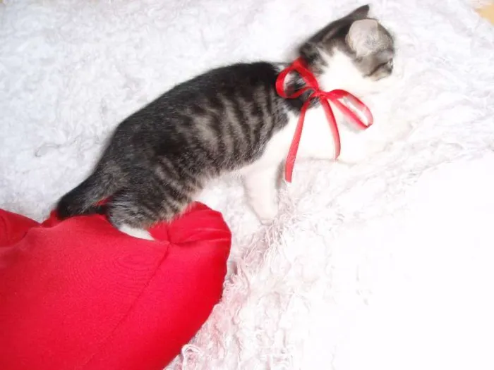 Gato ra a SRD idade Abaixo de 2 meses nome Tifany