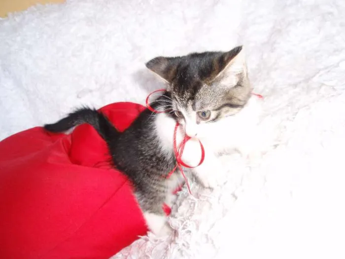 Gato ra a SRD idade Abaixo de 2 meses nome Tifany