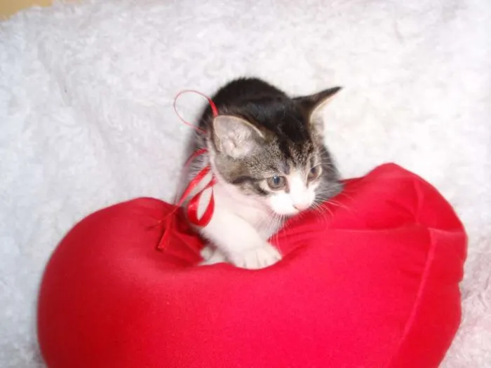 Gato ra a SRD idade Abaixo de 2 meses nome Tifany