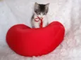 Tifany