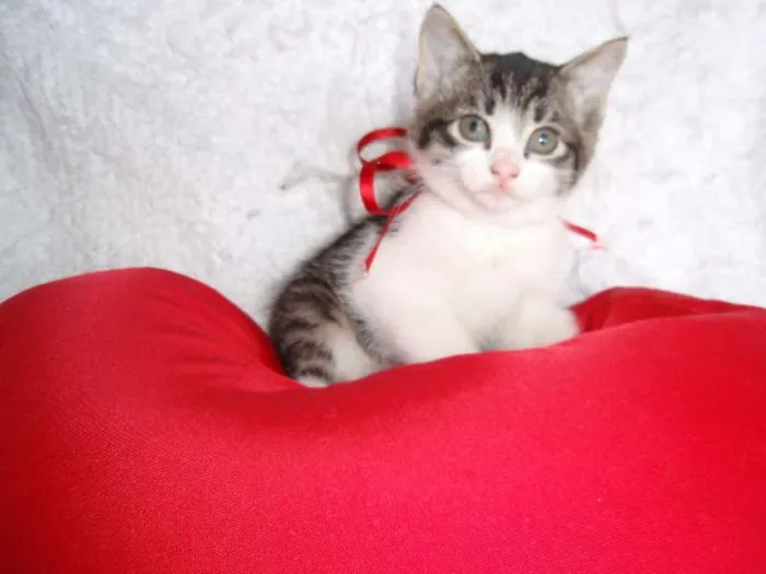 Gato ra a SRD idade Abaixo de 2 meses nome Tifany