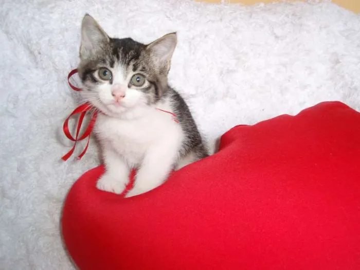Gato ra a SRD idade Abaixo de 2 meses nome Tifany