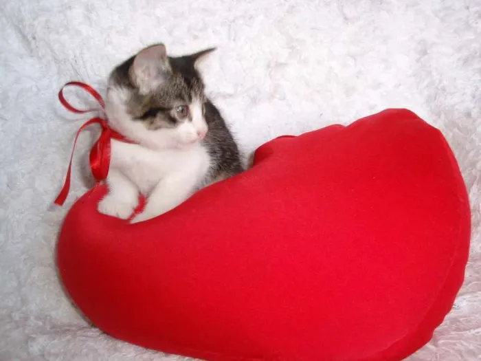 Gato ra a SRD idade Abaixo de 2 meses nome Tifany