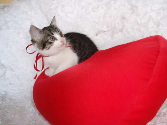 Gato ra a SRD idade Abaixo de 2 meses nome Tifany
