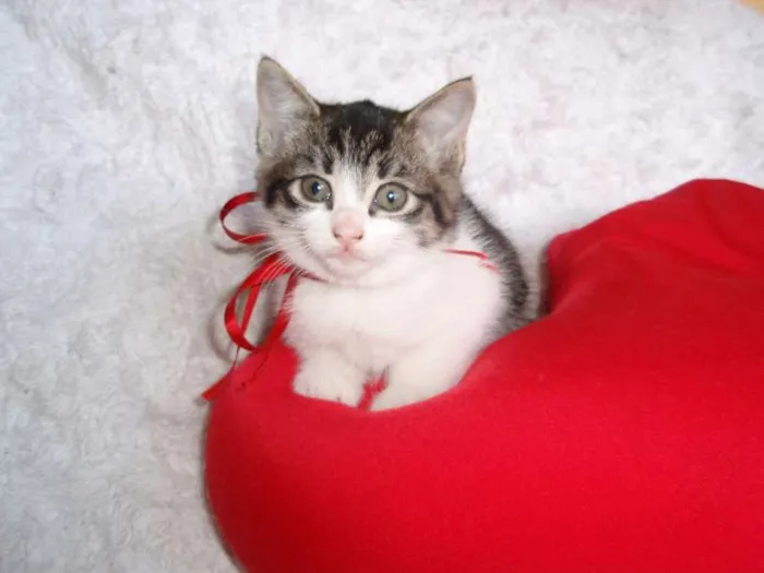 Gato ra a SRD idade Abaixo de 2 meses nome Tifany
