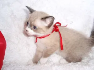 Gato raça SRD idade Abaixo de 2 meses nome Fabiana