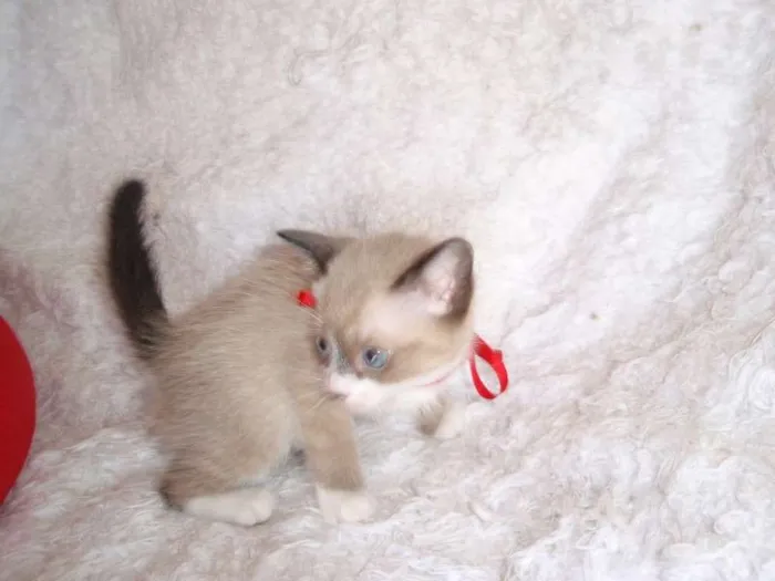 Gato ra a SRD idade Abaixo de 2 meses nome Fabiana