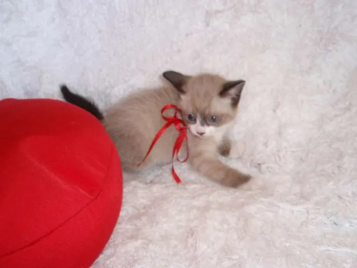 Gato ra a SRD idade Abaixo de 2 meses nome Fabiana