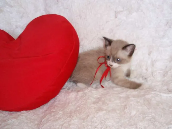 Gato ra a SRD idade Abaixo de 2 meses nome Fabiana
