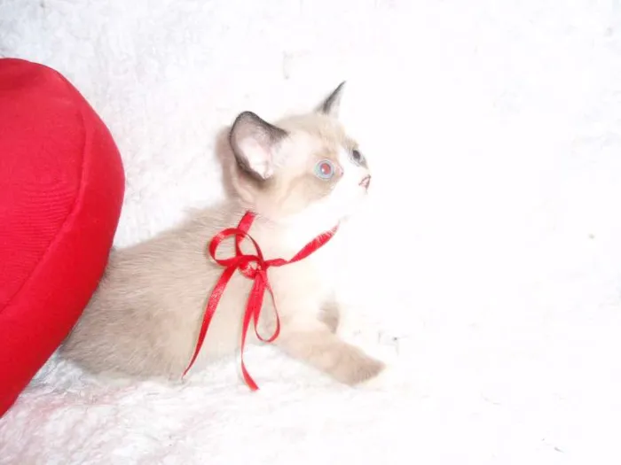 Gato ra a SRD idade Abaixo de 2 meses nome Fabiana