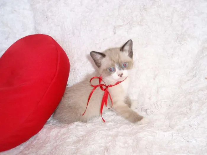 Gato ra a SRD idade Abaixo de 2 meses nome Fabiana
