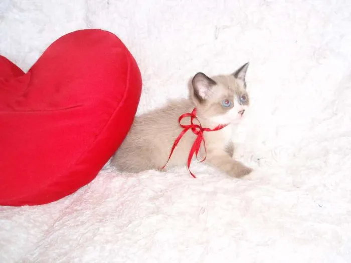 Gato ra a SRD idade Abaixo de 2 meses nome Fabiana