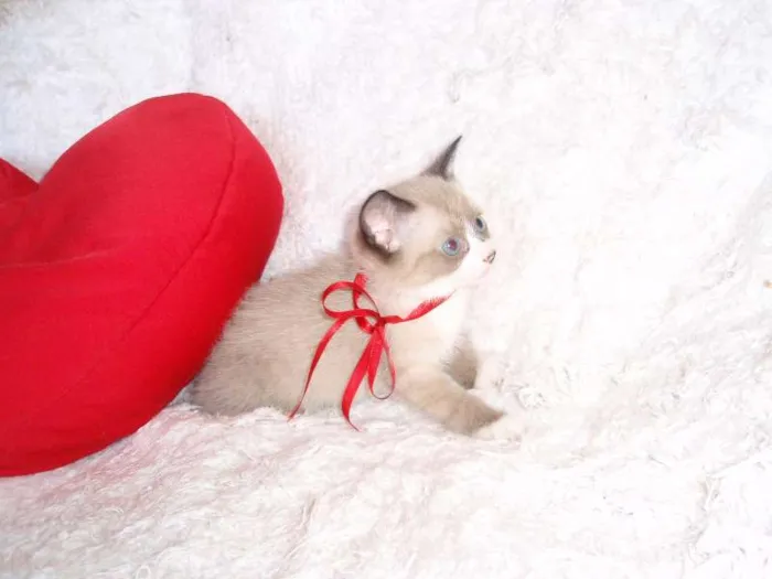 Gato ra a SRD idade Abaixo de 2 meses nome Fabiana