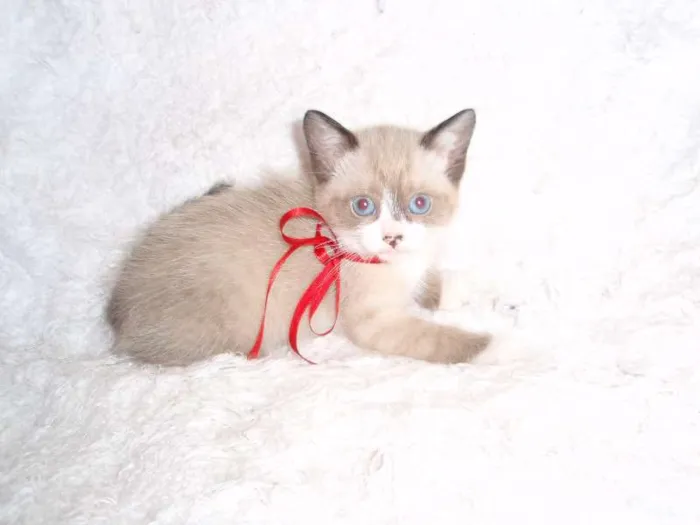 Gato ra a SRD idade Abaixo de 2 meses nome Fabiana