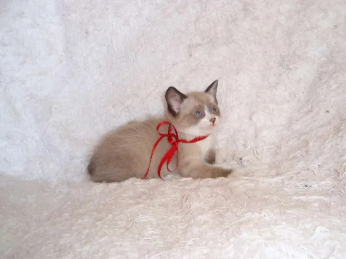 Gato ra a SRD idade Abaixo de 2 meses nome Fabiana