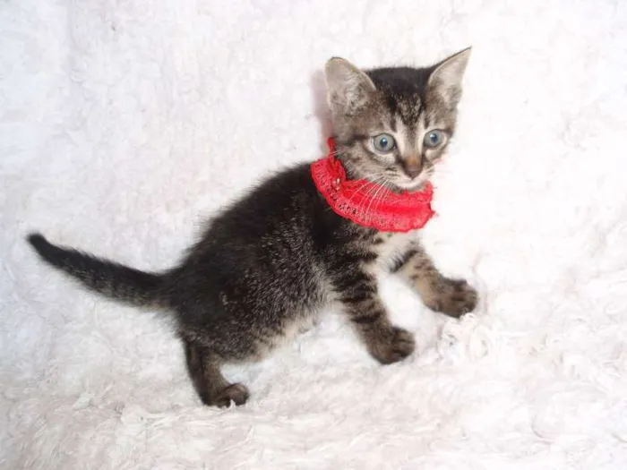 Gato ra a SRD idade Abaixo de 2 meses nome Brida