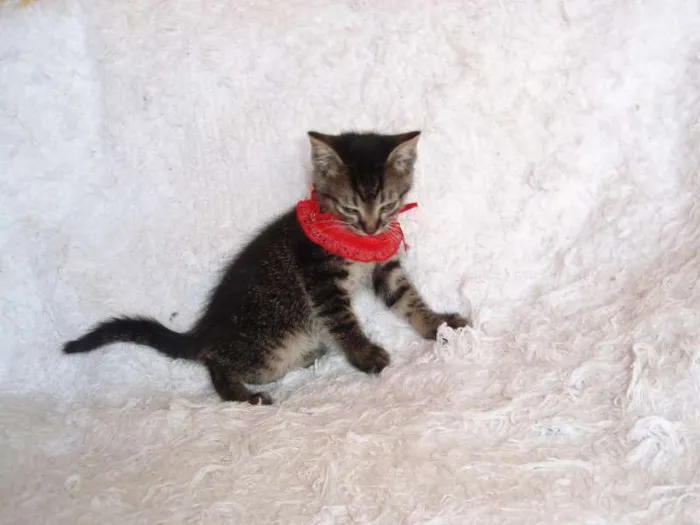 Gato ra a SRD idade Abaixo de 2 meses nome Brida