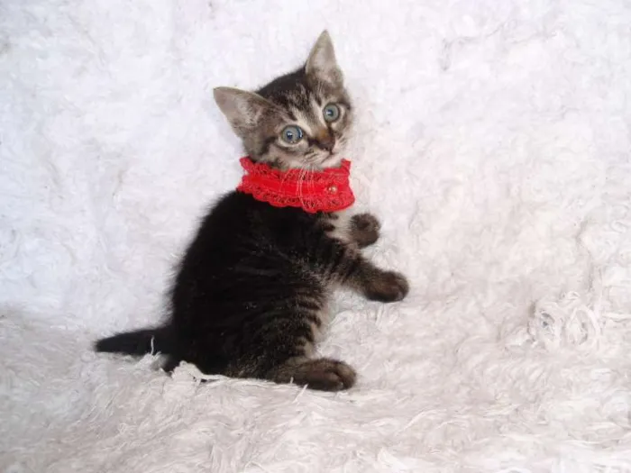 Gato ra a SRD idade Abaixo de 2 meses nome Brida