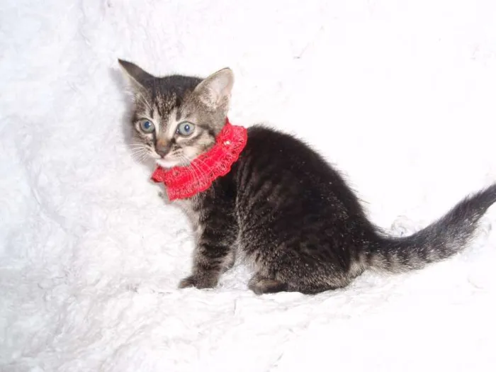 Gato ra a SRD idade Abaixo de 2 meses nome Brida