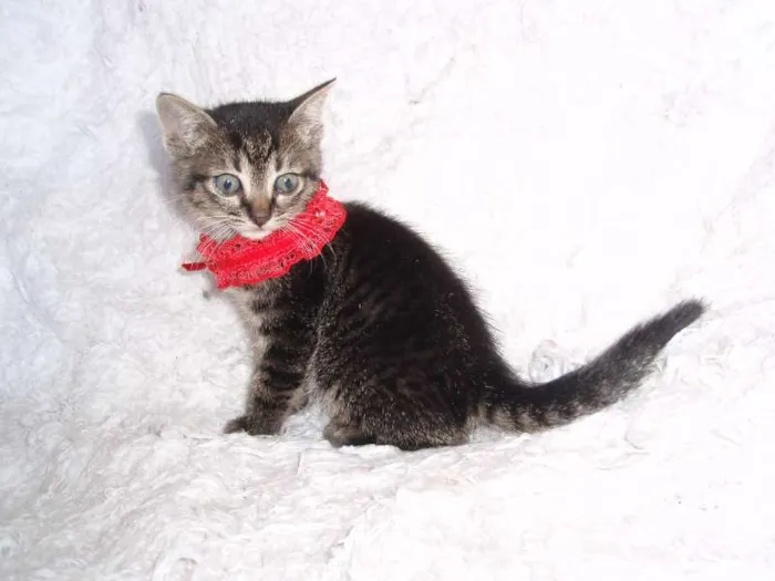 Gato ra a SRD idade Abaixo de 2 meses nome Brida