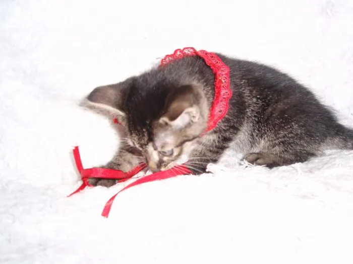 Gato ra a SRD idade Abaixo de 2 meses nome Brida