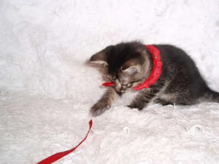 Gato ra a SRD idade Abaixo de 2 meses nome Brida