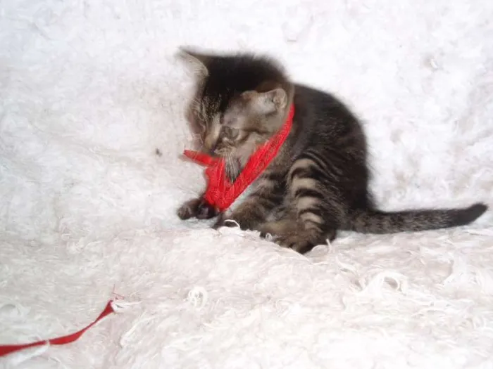 Gato ra a SRD idade Abaixo de 2 meses nome Brida