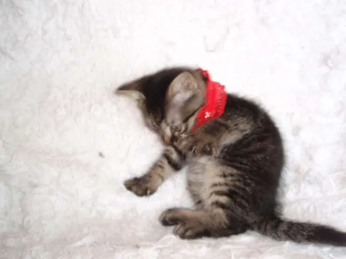 Gato ra a SRD idade Abaixo de 2 meses nome Brida