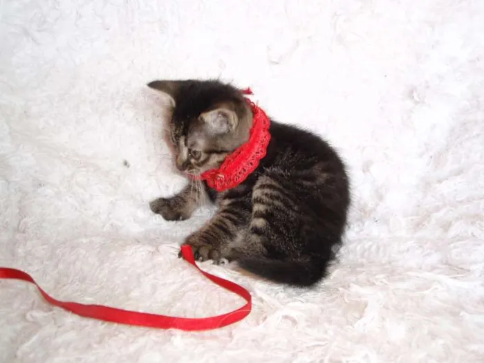 Gato ra a SRD idade Abaixo de 2 meses nome Brida