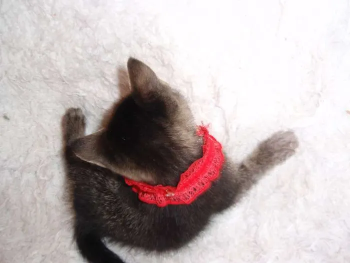 Gato ra a SRD idade Abaixo de 2 meses nome Brida