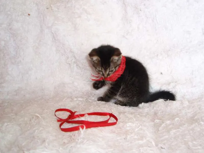 Gato ra a SRD idade Abaixo de 2 meses nome Brida
