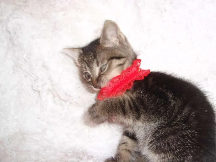 Gato ra a SRD idade Abaixo de 2 meses nome Brida