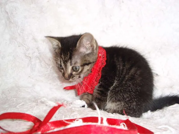 Gato ra a SRD idade Abaixo de 2 meses nome Brida