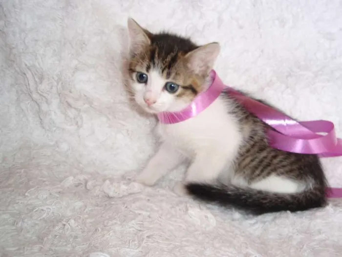 Gato ra a SRD idade Abaixo de 2 meses nome Manuela