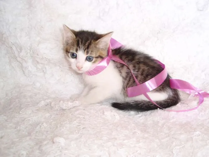 Gato ra a SRD idade Abaixo de 2 meses nome Manuela