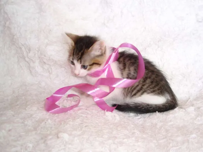 Gato ra a SRD idade Abaixo de 2 meses nome Manuela