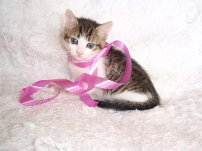 Gato ra a SRD idade Abaixo de 2 meses nome Manuela