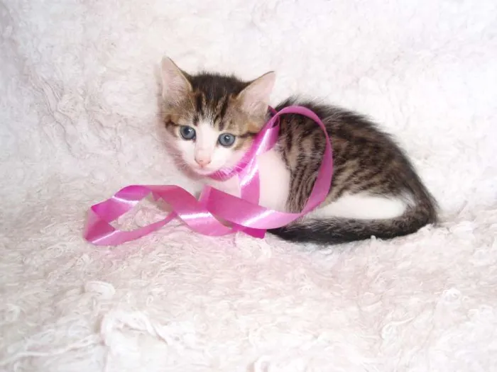 Gato ra a SRD idade Abaixo de 2 meses nome Manuela