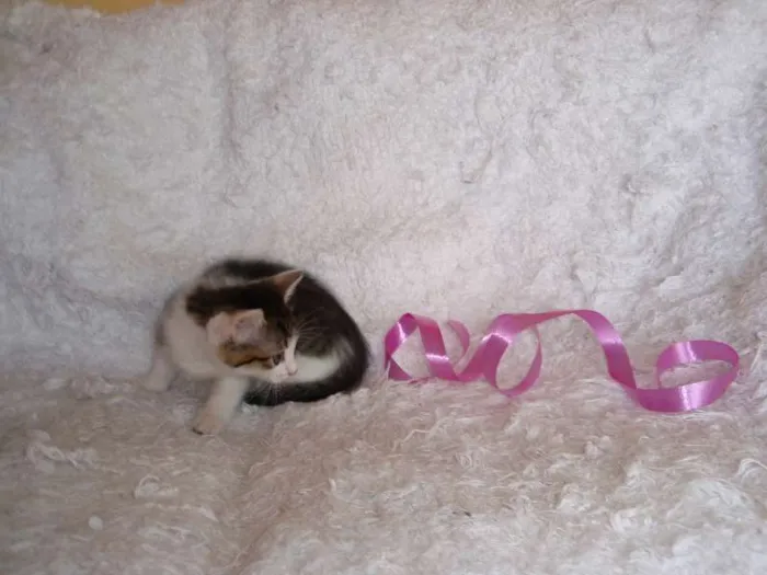 Gato ra a SRD idade Abaixo de 2 meses nome Manuela