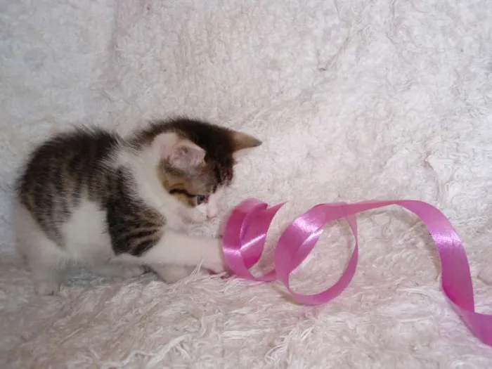 Gato ra a SRD idade Abaixo de 2 meses nome Manuela