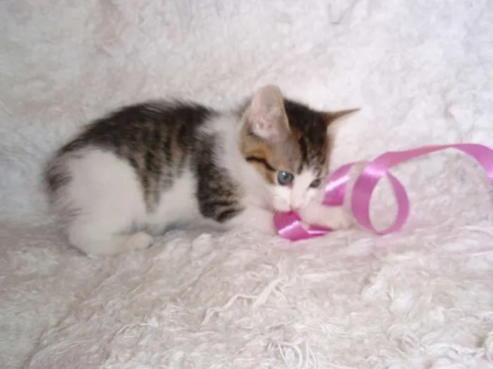 Gato ra a SRD idade Abaixo de 2 meses nome Manuela