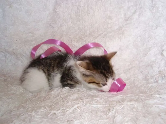 Gato ra a SRD idade Abaixo de 2 meses nome Manuela