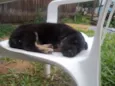 Bolinha, Espuleta e