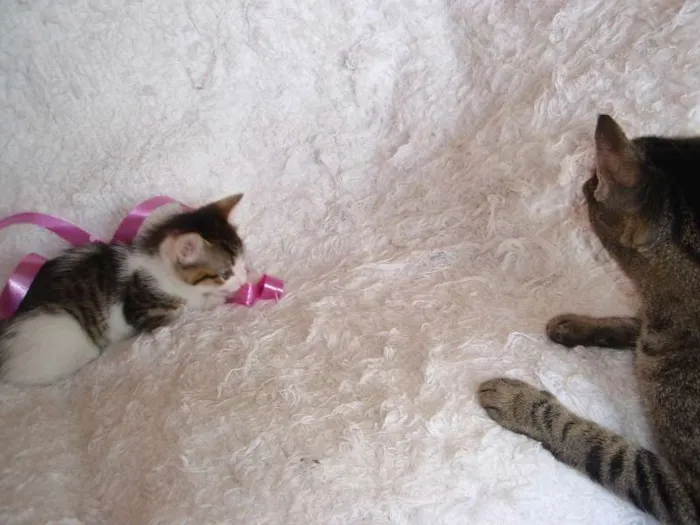 Gato ra a SRD idade 1 ano nome Charlene