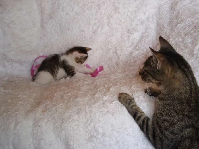 Gato ra a SRD idade 1 ano nome Charlene