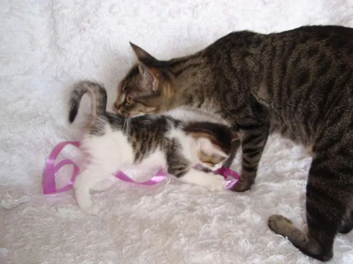 Gato ra a SRD idade 1 ano nome Charlene